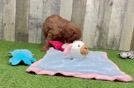 Mini Goldendoodle Pup Being Cute
