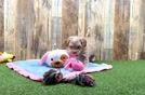 Maltipoo Puppy for Adoption