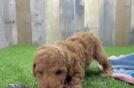 Poodle Puppy for Adoption