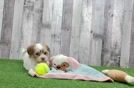 Funny Havanese Baby