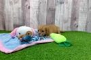 Sweet Cavapoo Baby