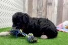 Best Mini Aussiedoodle Baby