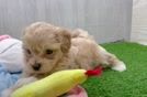 Fluffy Maltipoo Poodle Mix Pup