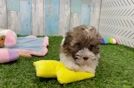 Havanese Puppy for Adoption