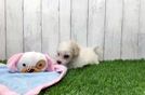 Cute Poochon Baby