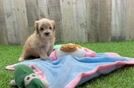 Meet Winfrey - our Maltipoo Puppy Video  - Florida Fur Babies Best Maltipoo Baby