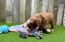 Petite Mini Goldendoodle Poodle Mix Pup
