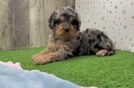 Cavapoo Puppy for Adoption