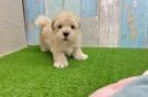 Best Maltipoo Baby