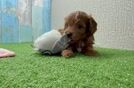 Playful Cavapoodle Poodle Mix Puppy