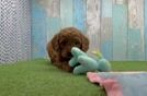 Funny Mini Goldendoodle Poodle Mix Pup