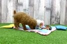 Meet Parfait - our Poodle Puppy Video