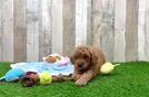 Playful Mini Groodle Poodle Mix Puppy