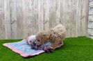Meet Brett - our Poochon Puppy Video