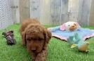 Meet Diva - our Mini Goldendoodle Puppy Video
