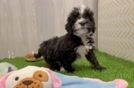 Adorable Mini Bernepoo Poodle Mix Puppy