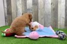 Popular Mini Goldendoodle Poodle Mix Pup