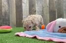 Cute Maltipoo Baby