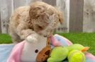 Maltipoo Pup Being Cute