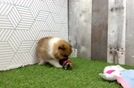 Meet Penelope - our Pomeranian Puppy Video