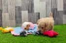 Best Maltipoo Baby