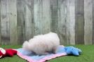 Meet Burton - our Pomachon Puppy Video