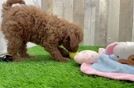 Best Mini Goldendoodle Baby