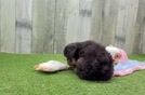 Happy Mini Aussiedoodle Baby