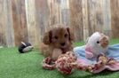 Popular Cavapoo Poodle Mix Pup