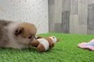 Pomeranian Pup Being Cute