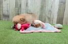 Pomachon Pup Being Cute