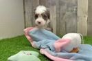 Funny Mini Bernedoodle Poodle Mix Pup