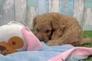 Mini Goldendoodle Puppy for Adoption