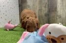Best Mini Goldendoodle Baby