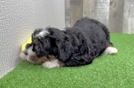 Cute Mini Bernedoodle Baby