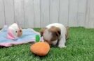 Havashu Pup Being Cute
