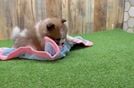 Meet Garcia - our Pomeranian Puppy Video