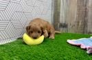 Popular Mini Goldendoodle Poodle Mix Pup