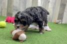 Best Mini Bernedoodle Baby