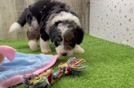 Small Mini Bernedoodle Baby