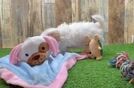 Meet Macaroni - our Maltipoo Puppy Video