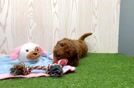 Meet Waka Waka - our Mini Goldendoodle Puppy Video
