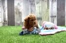 Poodle Pup Being Cute