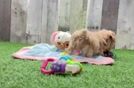 Meet Pikachu - our Maltipoo Puppy Video