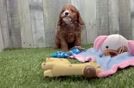 Best Cavapoo Baby