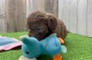 Friendly Shih Poo Baby