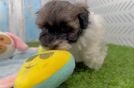 Havanese Puppy for Adoption