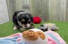 Meet Kyle - our Mini Aussiedoodle Puppy Video  - Puppy Love PR Mini Aussiedoodle Puppy for Adoption