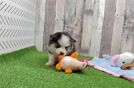 Hypoallergenic Husky and Pomeranian Mix Designer Puppy