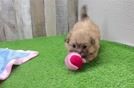 Funny Shih Pom Designer Pup